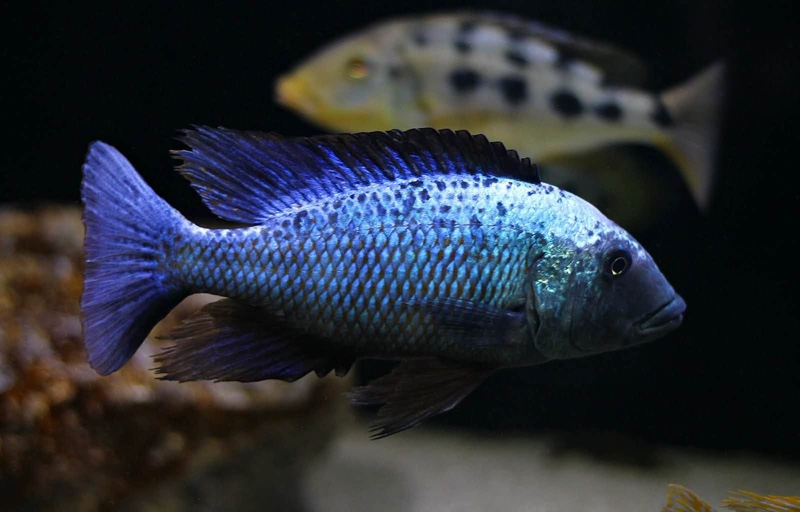 Fossorochromis rostratus